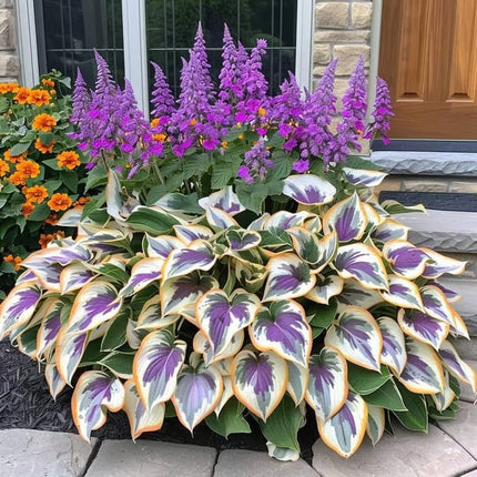 Blue Hosta Seeds for Planting – image 7