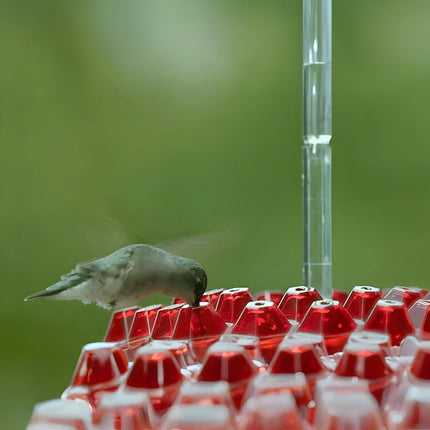 Hummingbird Feeder with 30 Feeding Ports & Easy Fill Design | Outdoor Hanging Station for 12 oz Nectar Capacity