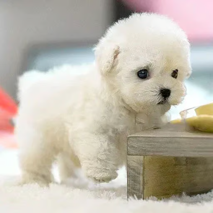 Christmas Ornament, Lifelike Dog Ornament for Mantel Decor and Shelf Decor