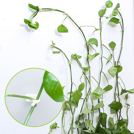 Self-Adhesive Plant Wall Clips with Strong Hold | 50-Piece Set for Easy Plant Organization