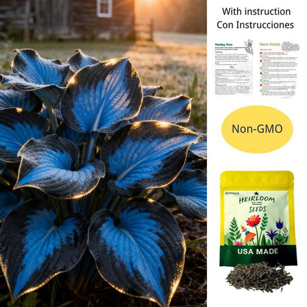 Hosta Seeds, Blue Hosta Seeds for Planting, Non GMO Flower Seeds for Shade Garden, Shade Perennials and Ground Cover