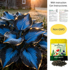 Hosta Seeds, Blue Hosta Seeds for Planting, Non GMO Flower Seeds for Shade Garden, Shade Perennials and Ground Cover