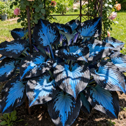 Hosta Seeds, Blue Hosta Seeds for Planting – image 13