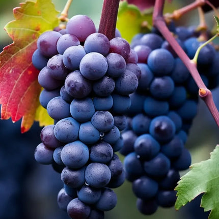 Grape Seeds for Planting, Grape Plant Seeds for Home Fruit Growing