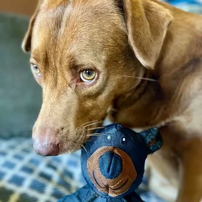 Dog Chew Toy for Aggressive Chewers, Tough Dog Toys, Chew Toys for Dogs Small to Large, Puppy Chew Toy