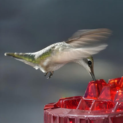 Hummingbird Feeder with 30 Feeding Ports & Easy Fill Design | Outdoor Hanging Station for 12 oz Nectar Capacity