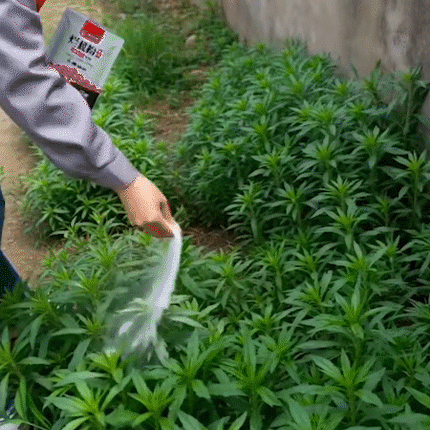 Weed Killer Granules, Tree Root Killer for Shrubs and Bamboo, Total Vegetation Killer, Herbicide Granules