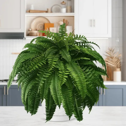 Fake Plants – image 9