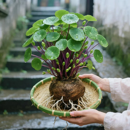 Caudex Bonsai Plant – image 8