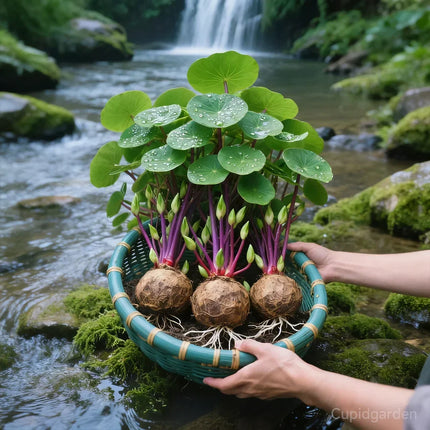 Stephania Erecta Plant Tubers, Indoor Plants – image 7