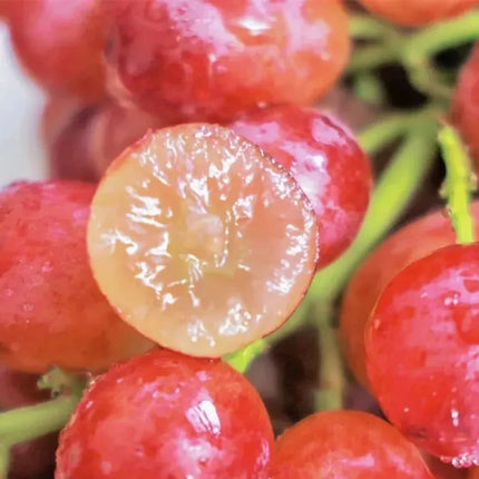 Grape Seeds for Planting, Grape Vine Seeds for Potted and In Ground Garden