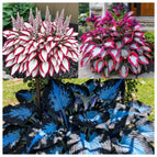 Patriot+Dark Blue+Burning Crimson (600 Seeds)