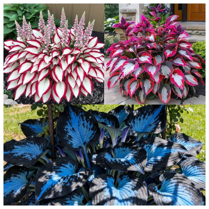 Hosta Seeds, Blue Hosta Seeds for Planting – image 9
