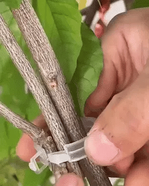 Plant Support Clips with Adjustable Design | Durable Garden Accessories for Healthy Growth