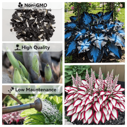 Hosta Seeds – image 8