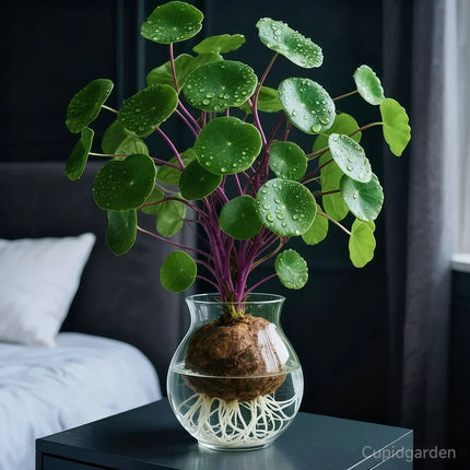 Indoor Plants – image 10