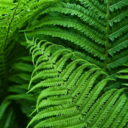 Artificial Boston Ferns Set of 18, Outdoor Artificial Plants