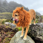 Dog Halloween Costume, Funny Dog Costume Wig with Adjustable Fit for Medium and Large Dogs