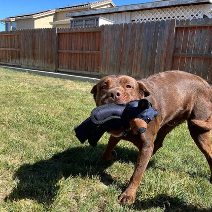 Durable Dog Chew Toy in Plush Bear Shape for Tough Chewing | Fun Play Accessory for All Breeds