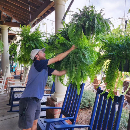 Artificial Boston Ferns Set of 18, UV Resistant Fake Ferns – image 13