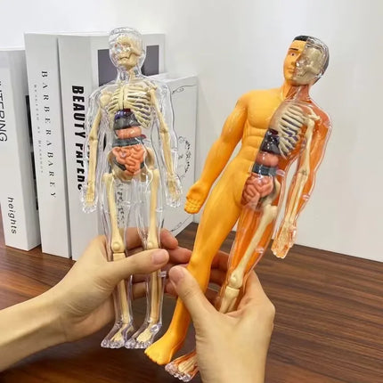 3D Human Anatomy Model, Transparent Body with Removable Organs, Hands-On Learning Toy for Students and Curious Kids