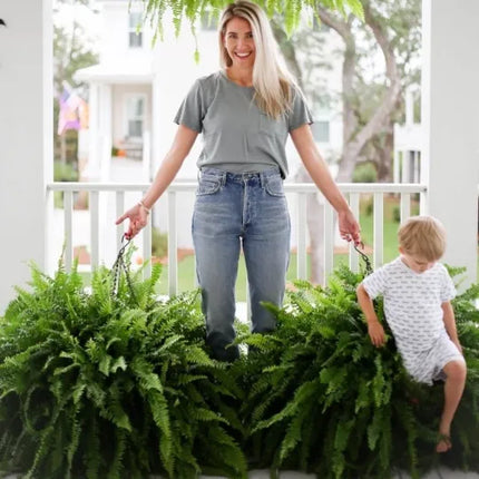 Realistic Artificial Boston Fern for Indoor and Outdoor