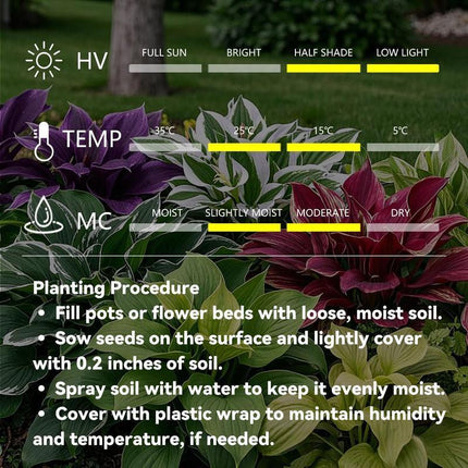 Hosta Seeds, Blue Hosta Seeds for Planting, Non GMO Flower Seeds for Shade Garden – image 14