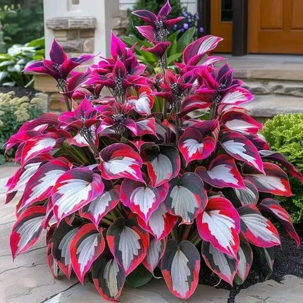 Hosta Seeds, Blue Hosta Seeds for Planting – image 5
