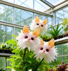 Plant Seeds for Indoor and Outdoor, Cats Eye Garden Seeds – image 8