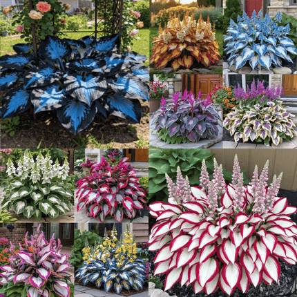 Hosta Seeds, Blue Hosta Seeds for Planting, Non GMO Flower Seeds for Shade Garden – image 10
