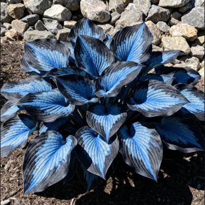 Blue Hosta Seeds for Planting – image 11