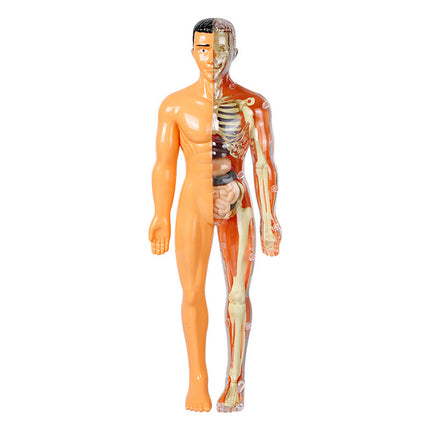 3D Human Anatomy Model, Transparent Body with Removable Organs, Hands-On Learning Toy for Students and Curious Kids