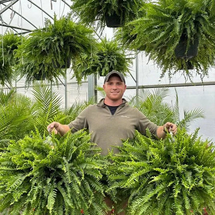 Realistic Artificial Boston Fern for Indoor and Outdoor, Fake Plants, UV Resistant Artificial Plants, Faux Plants