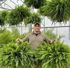 Realistic Artificial Boston Fern for Indoor and Outdoor, Fake Plants, UV Resistant Artificial Plants, Faux Plants