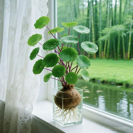 Stephania Erecta Plant Tubers – image 4