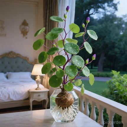 Stephania Erecta Plant Tubers, Caudex Bonsai Plant