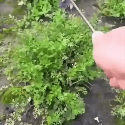 Effortless Garden Weed Puller with Ergonomic Handle | Durable Tool for Easy Weeding