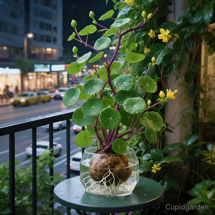 Stephania Erecta Plant Tubers, Caudex Bonsai Plant, Low Maintenance Houseplant, Indoor Plants