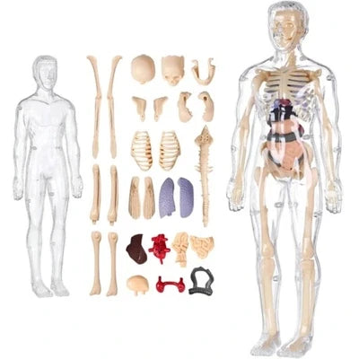 3D Human Anatomy Model, Transparent Body with Removable Organs, Hands-On Learning Toy for Students and Curious Kids