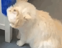 Self-Grooming Pet Hair Brush with Soft Bristles | Easy Clean Tool for Hassle-Free Grooming