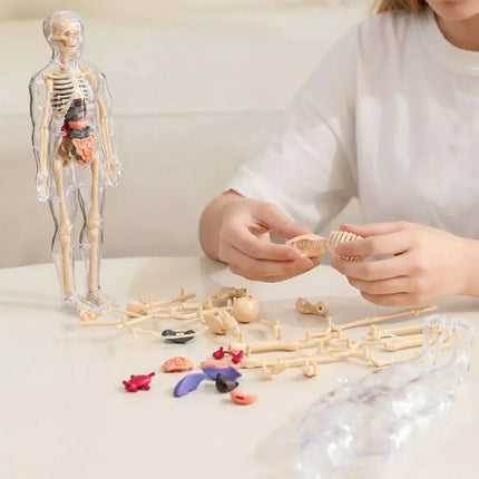 3D Human Anatomy Model, Transparent Body with Removable Organs, Hands-On Learning Toy for Students and Curious Kids