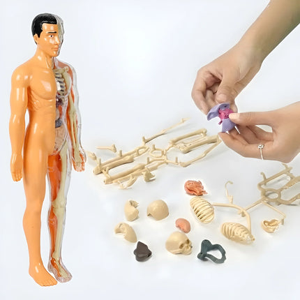 3D Human Anatomy Model, Transparent Body with Removable Organs, Hands-On Learning Toy for Students and Curious Kids