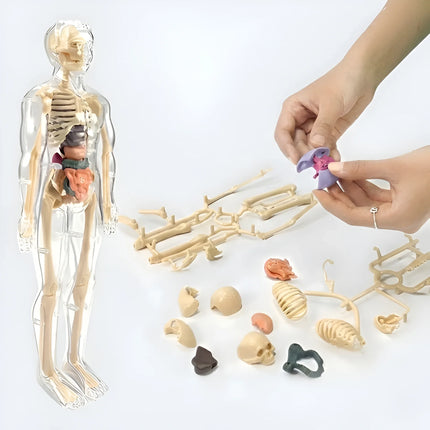 3D Human Anatomy Model, Transparent Body with Removable Organs, Hands-On Learning Toy for Students and Curious Kids