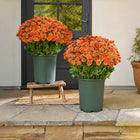 Fall Garden Mums, Weather Resistant Fall Flowers for Planters, Fall Decorations and Autumn Porch Decor for Outdoor