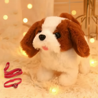 Corgi