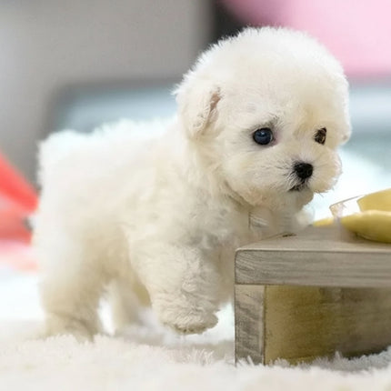 Interactive Robotic Puppy Toy with Lifelike Movements | Touch-Responsive Companion for All Ages