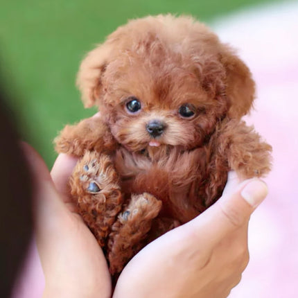 Interactive Robotic Puppy Toy with Lifelike Movements | Touch-Responsive Companion for All Ages
