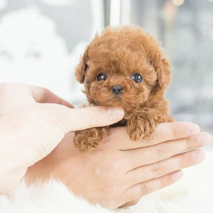 Interactive Robotic Puppy Toy with Lifelike Movements | Touch-Responsive Companion for All Ages