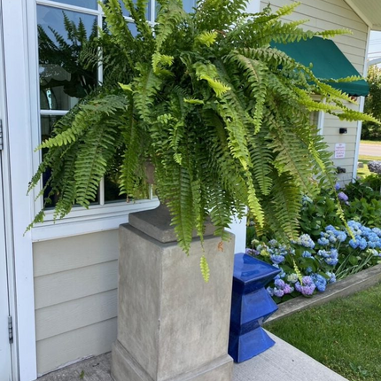 Artificial Boston Ferns Set of 18, Fake Plants Indoor and Outdoor – image 9