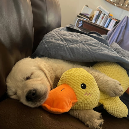 Calming Dog Toy with Realistic Quacking Sound | Durable Chew Toy for Anxiety Relief and Engaging Play